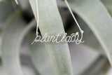 Plant Lady Necklace
